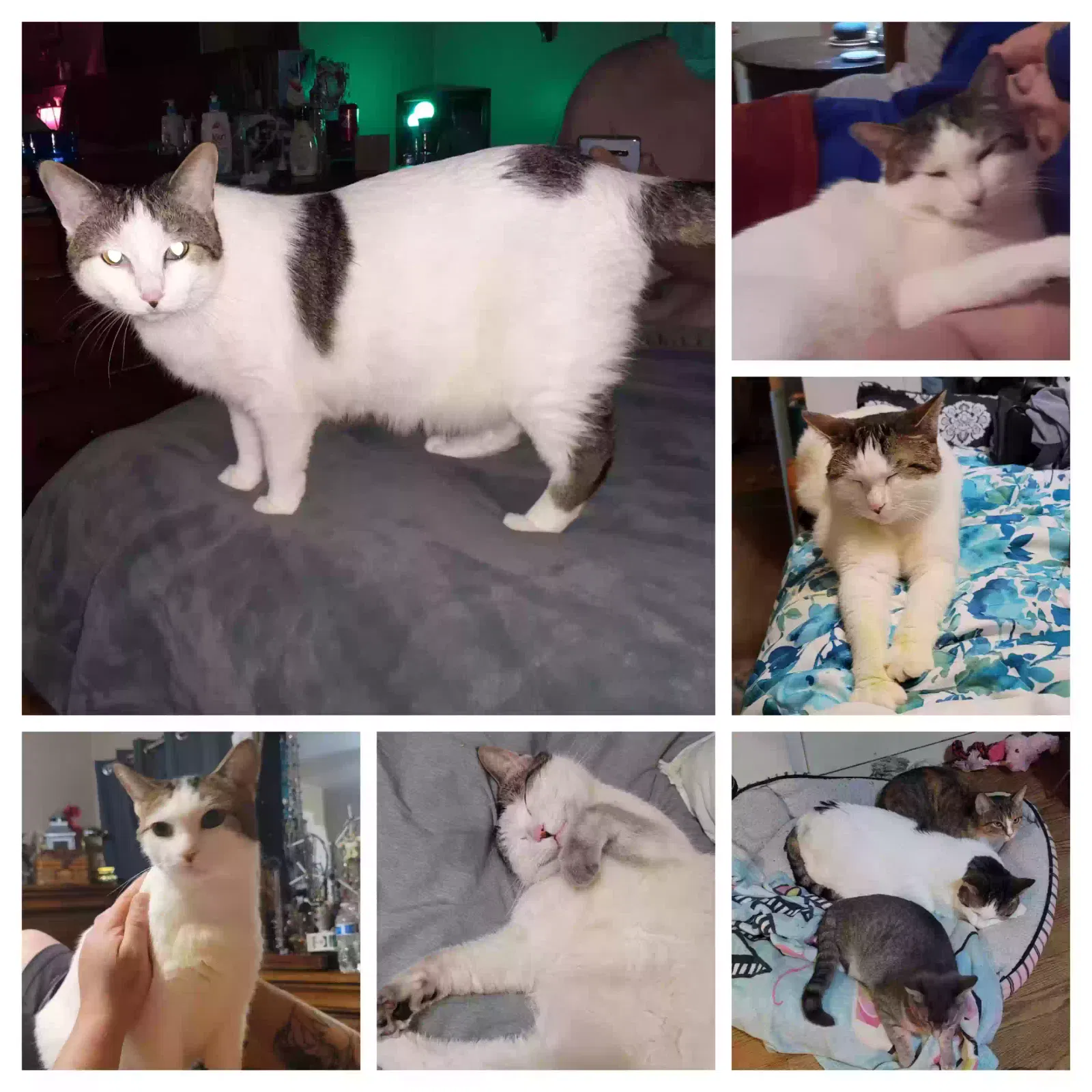 Lost cat in Green Bay, WI, 54301