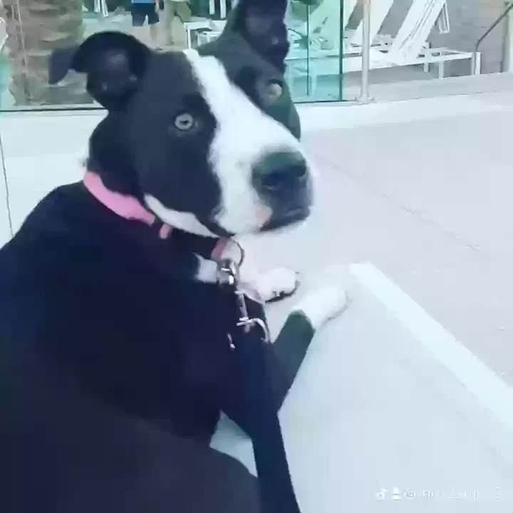 Lost dog in Golden Valley, AZ, 86413
