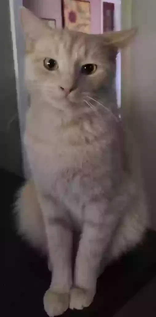 Lost cat in Fayetteville, TN, 37334