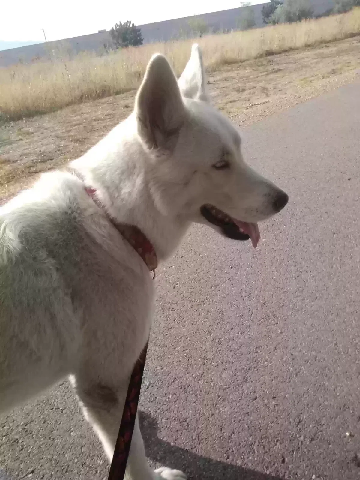 Lost dog in Salt Lake City, UT, 84102
