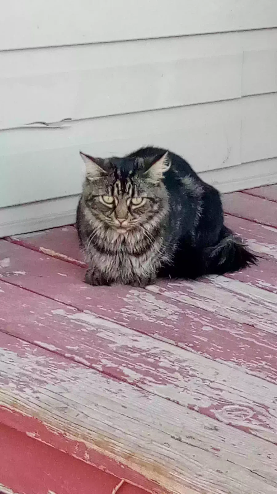 Lost cat in Blackfoot, ID, 83221