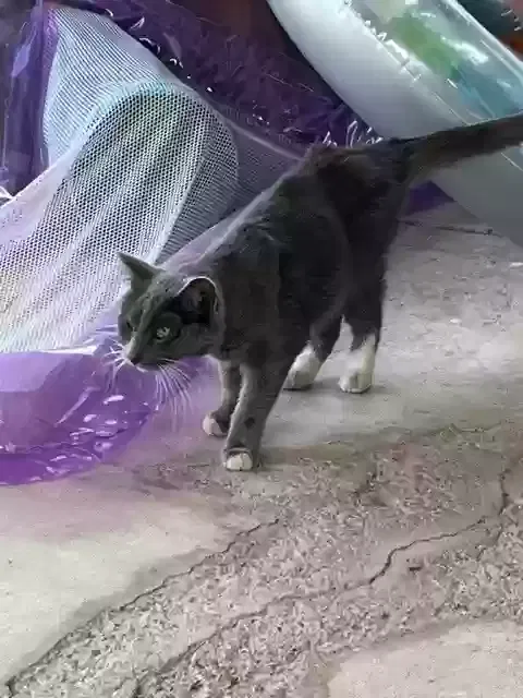 Found cat in Henderson, NV, 89014