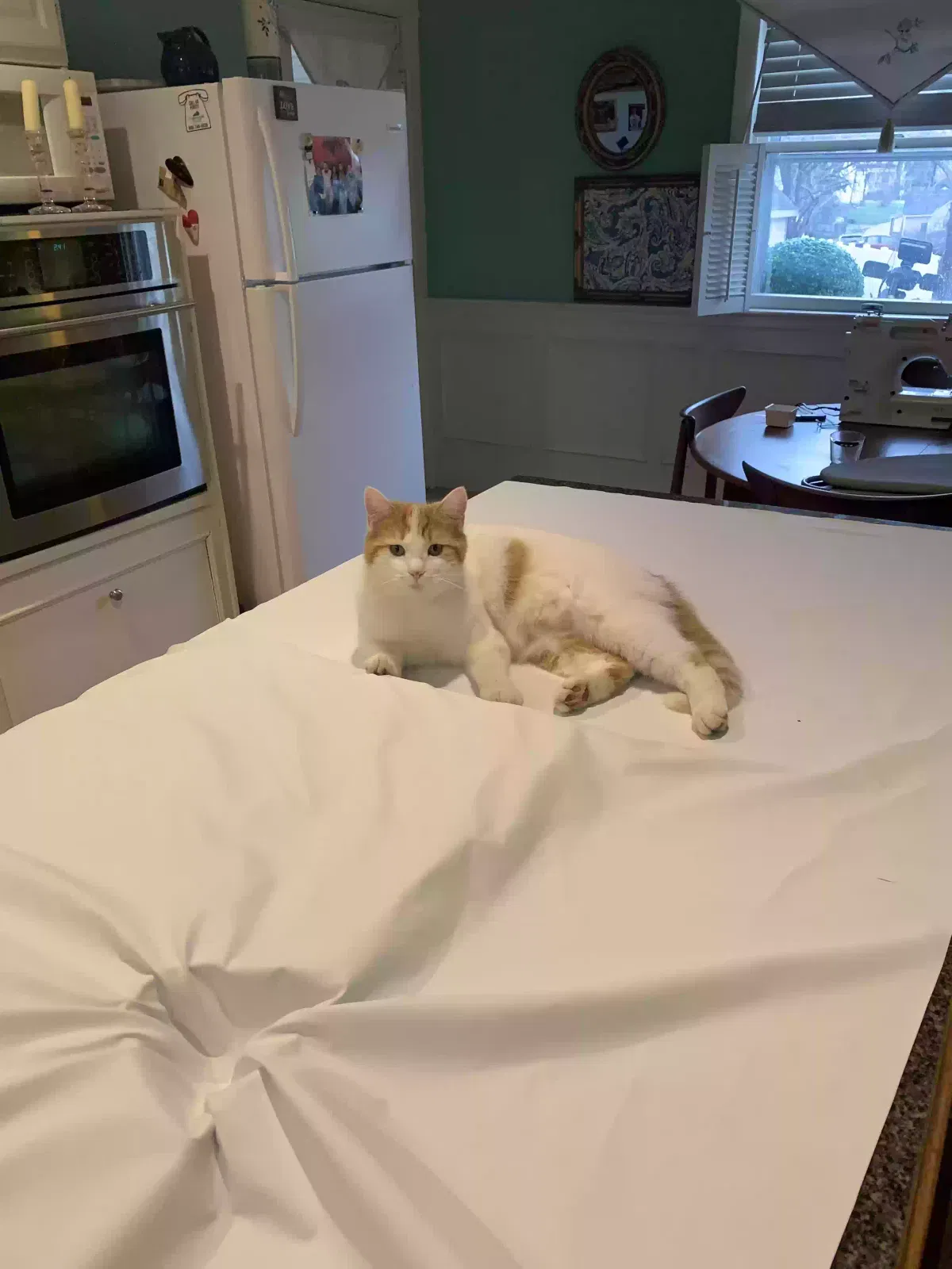 Lost cat in Winchester, KY, 40391
