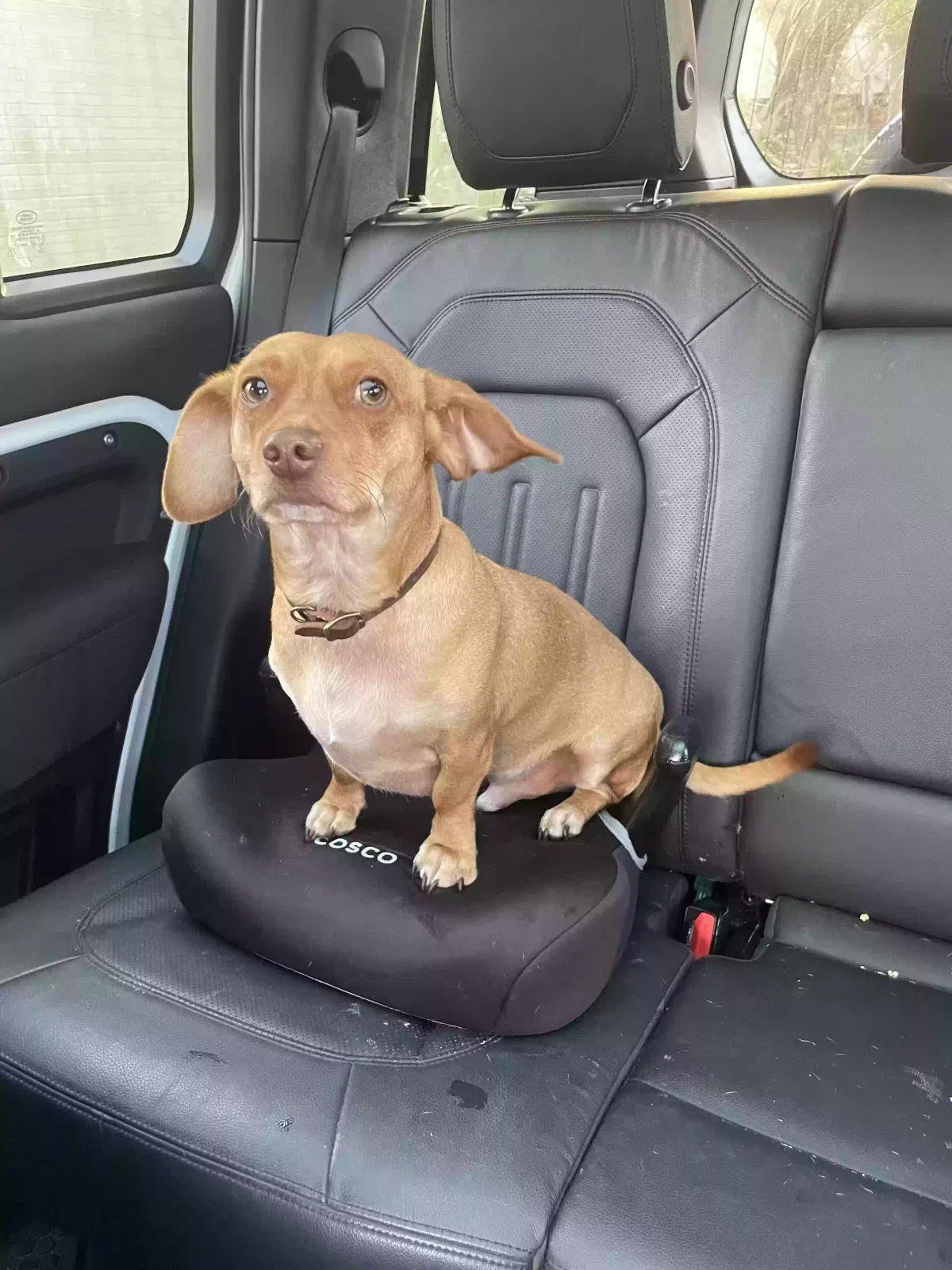 Lost dog in Gretna, LA, 70053