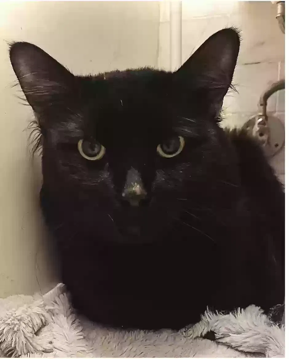 Found cat in Brooklyn, NY, 11205