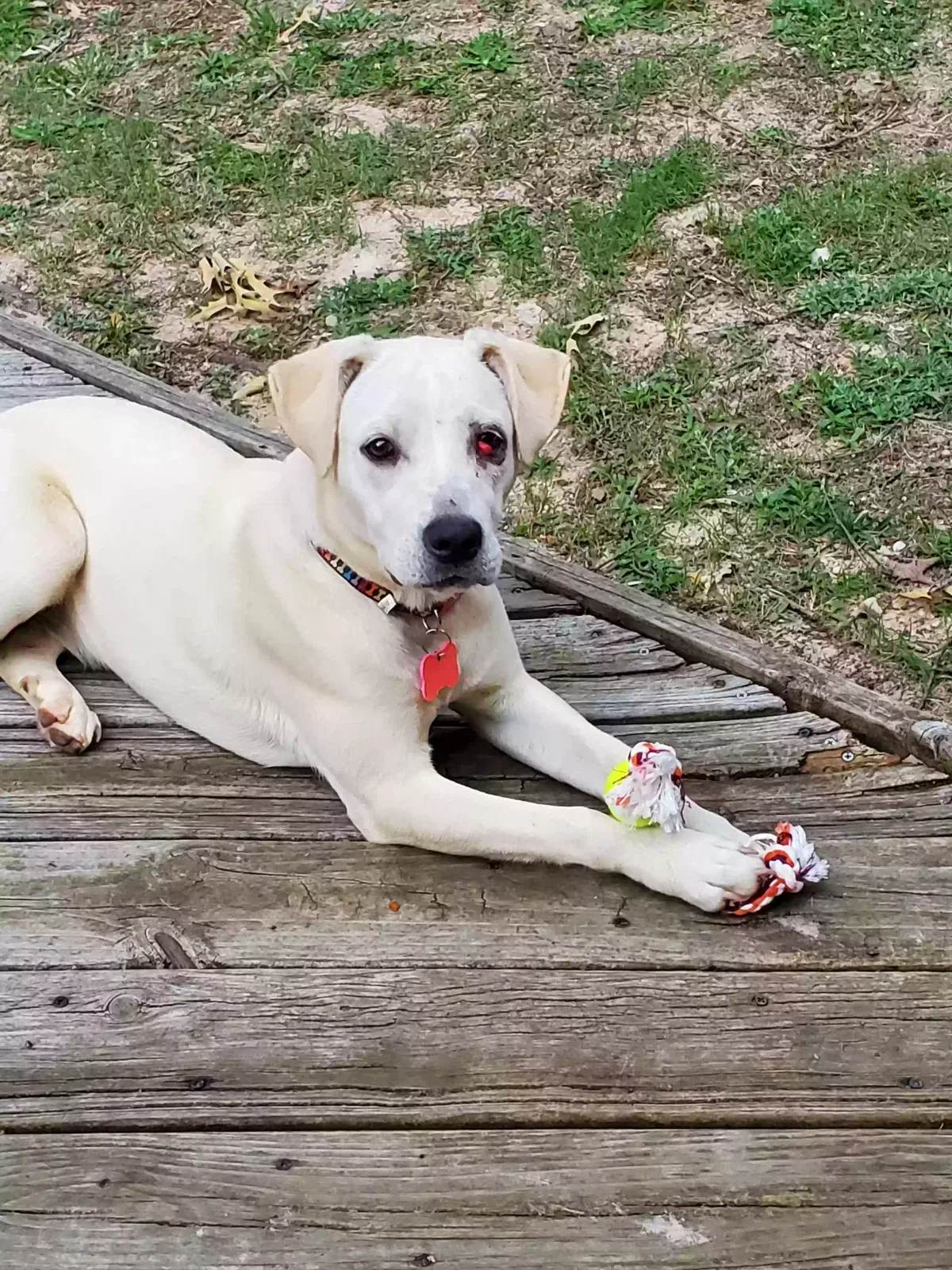 Found dog in Nacogdoches, TX, 75964