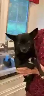 Found dog in Niagara Falls, NY, 14301
