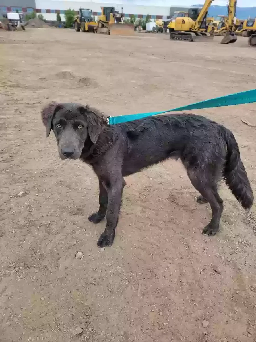 Found dog in Herriman, UT, 84096