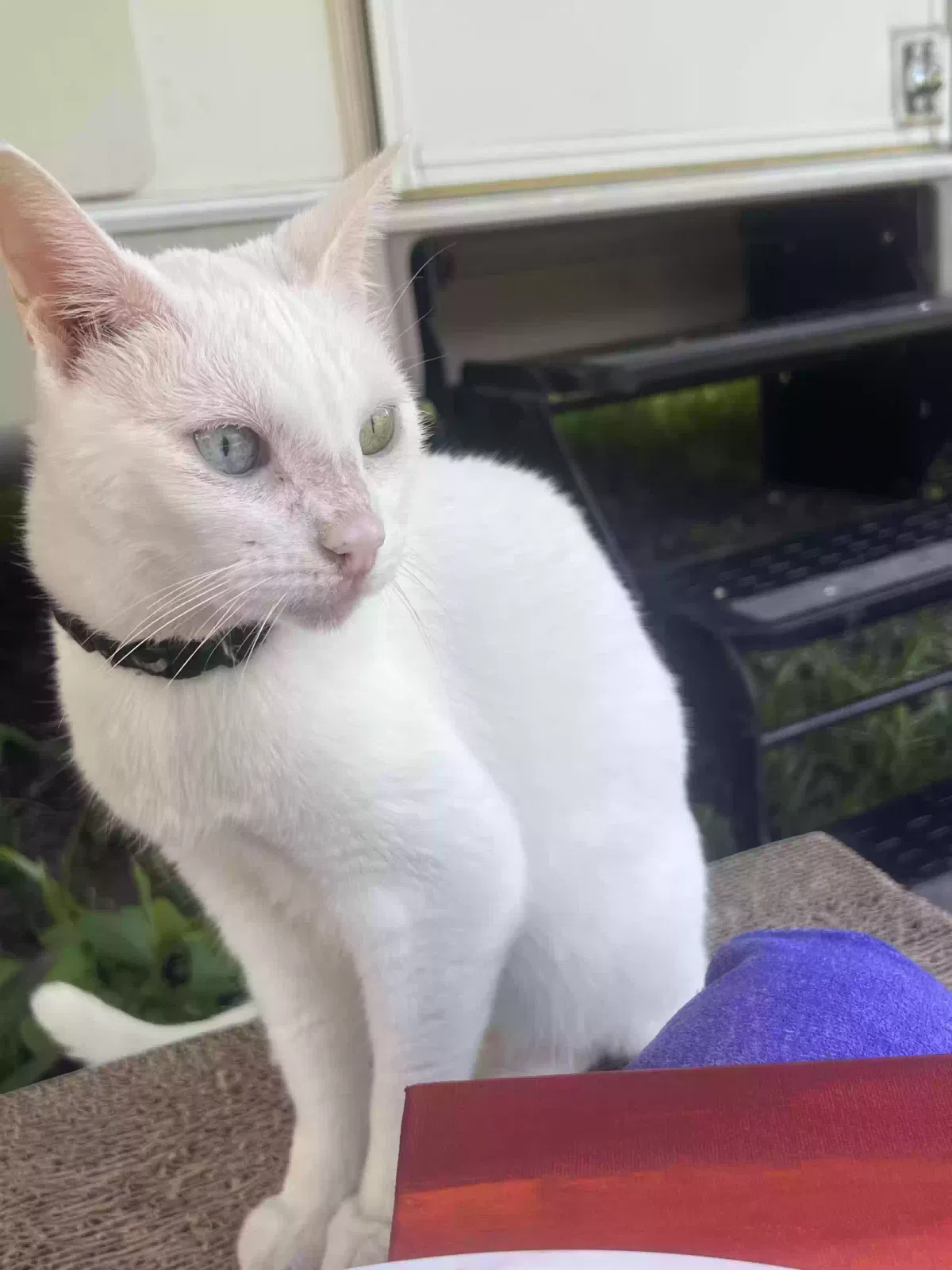 Lost cat in Tampa, FL, 33614