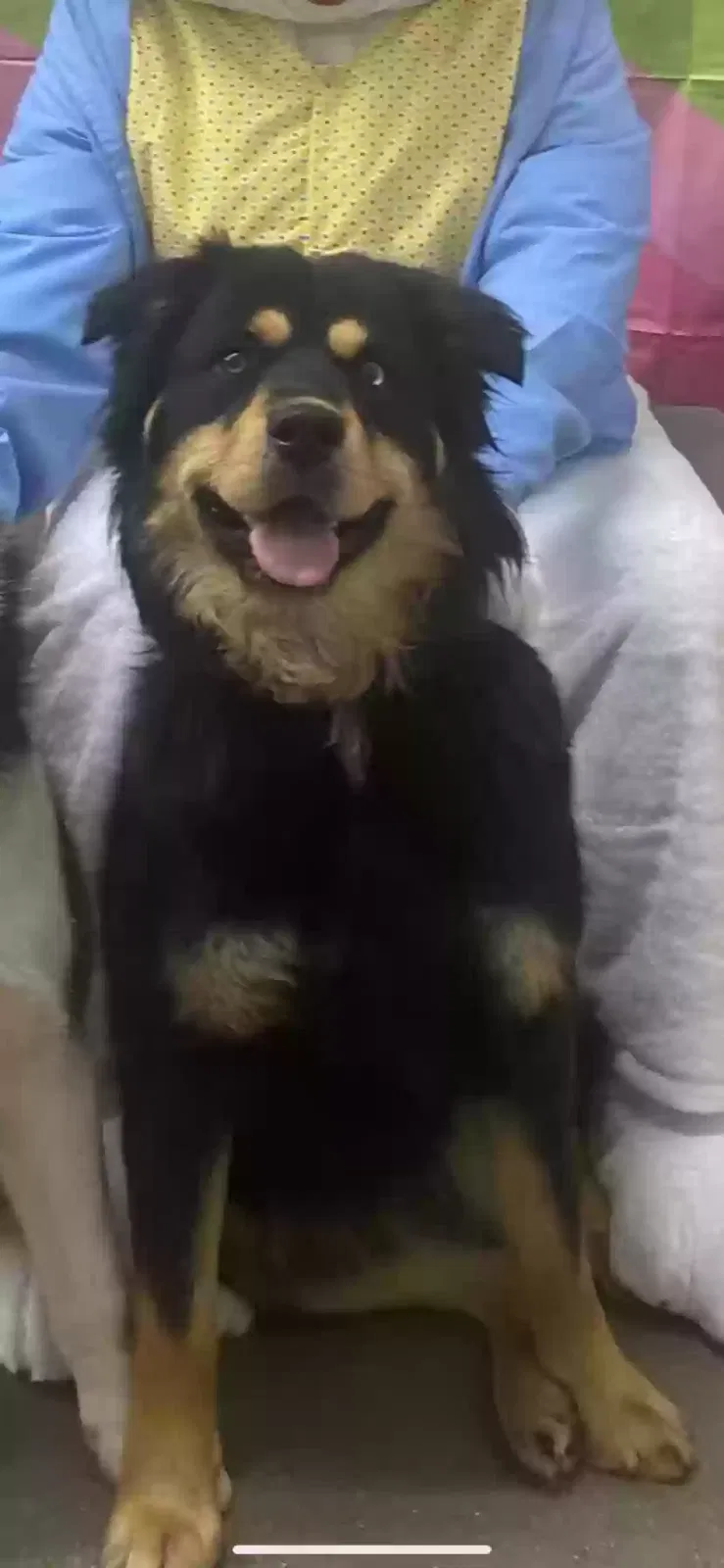 Lost dog in Denver, CO, 80223