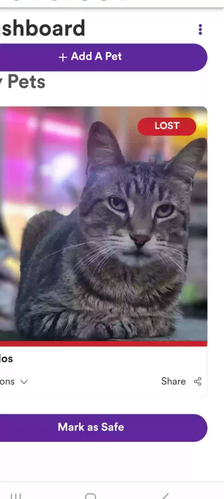 Lost cat in Jefferson, WI, 53549