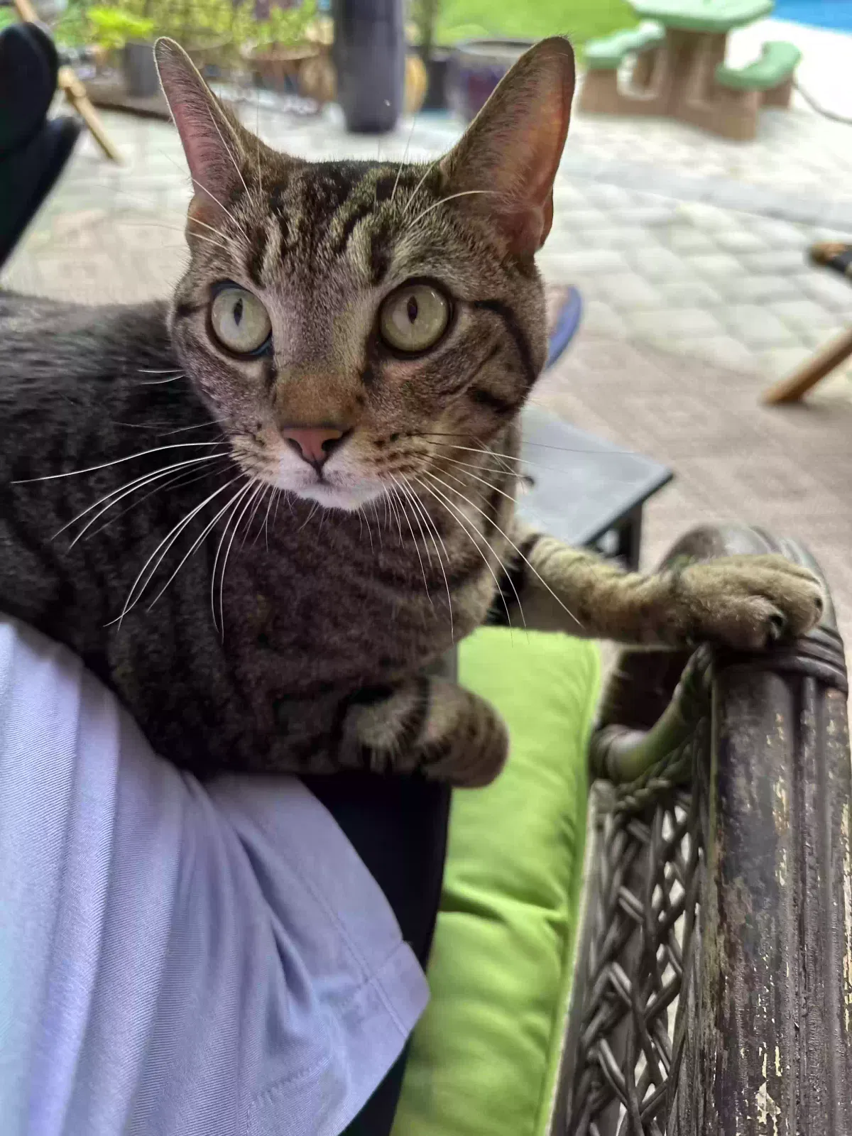 Found cat in Decatur, AL, 35603