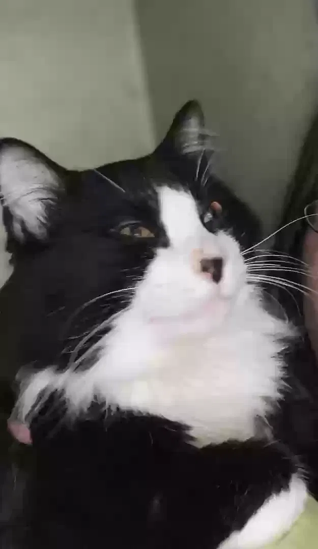 Lost cat in Little Rock, AR, 72206