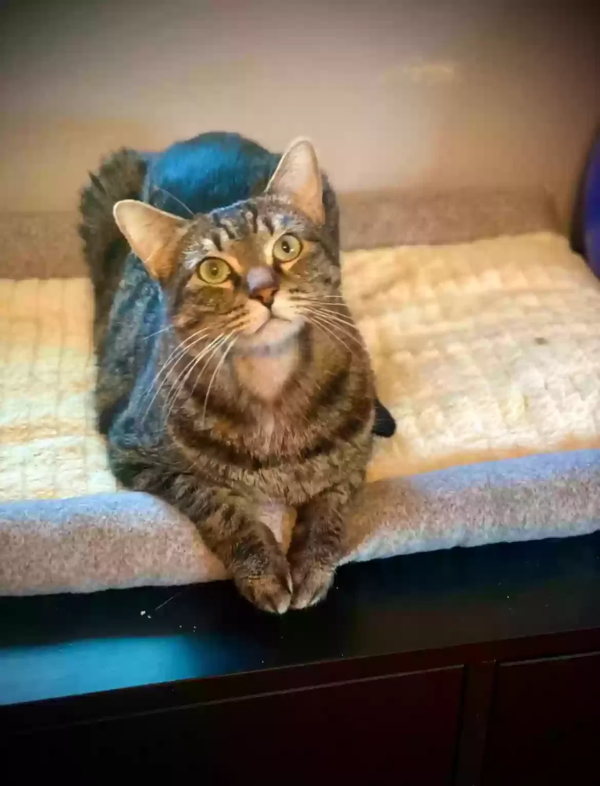 Lost cat in Orlando, FL, 32803