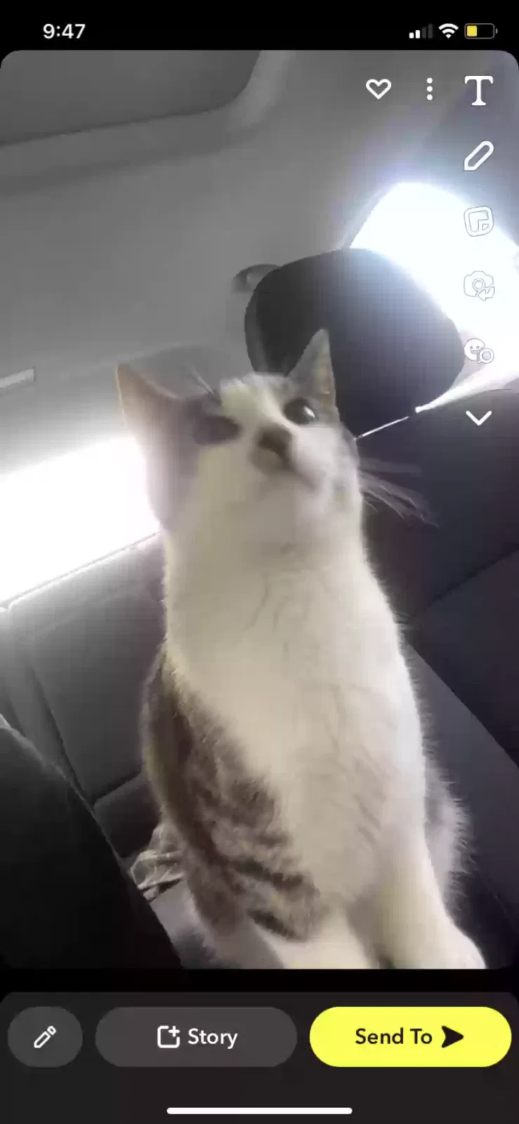 Found cat in Atlanta, GA, 30317
