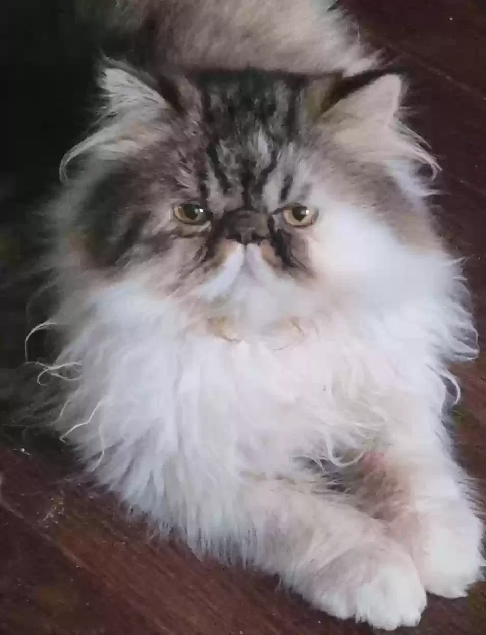 Lost cat in Vallejo, CA, 94591