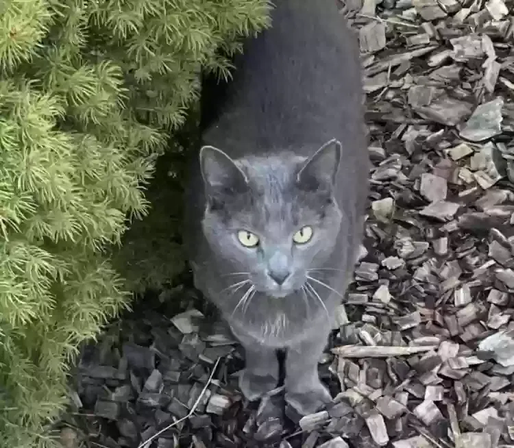 Lost cat in East Haddam, CT, 6423