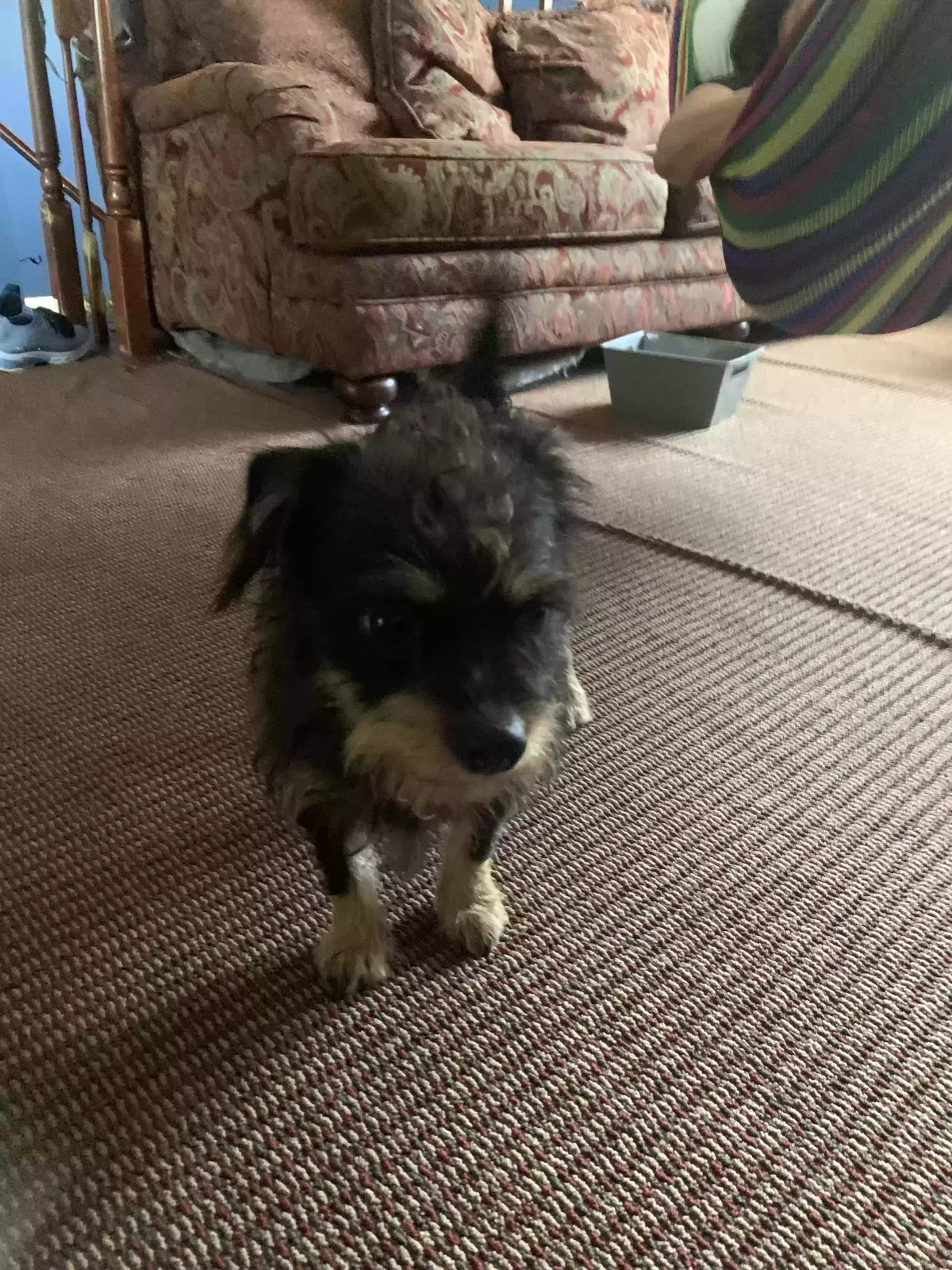 Lost dog in Fort Washington, MD, 20744