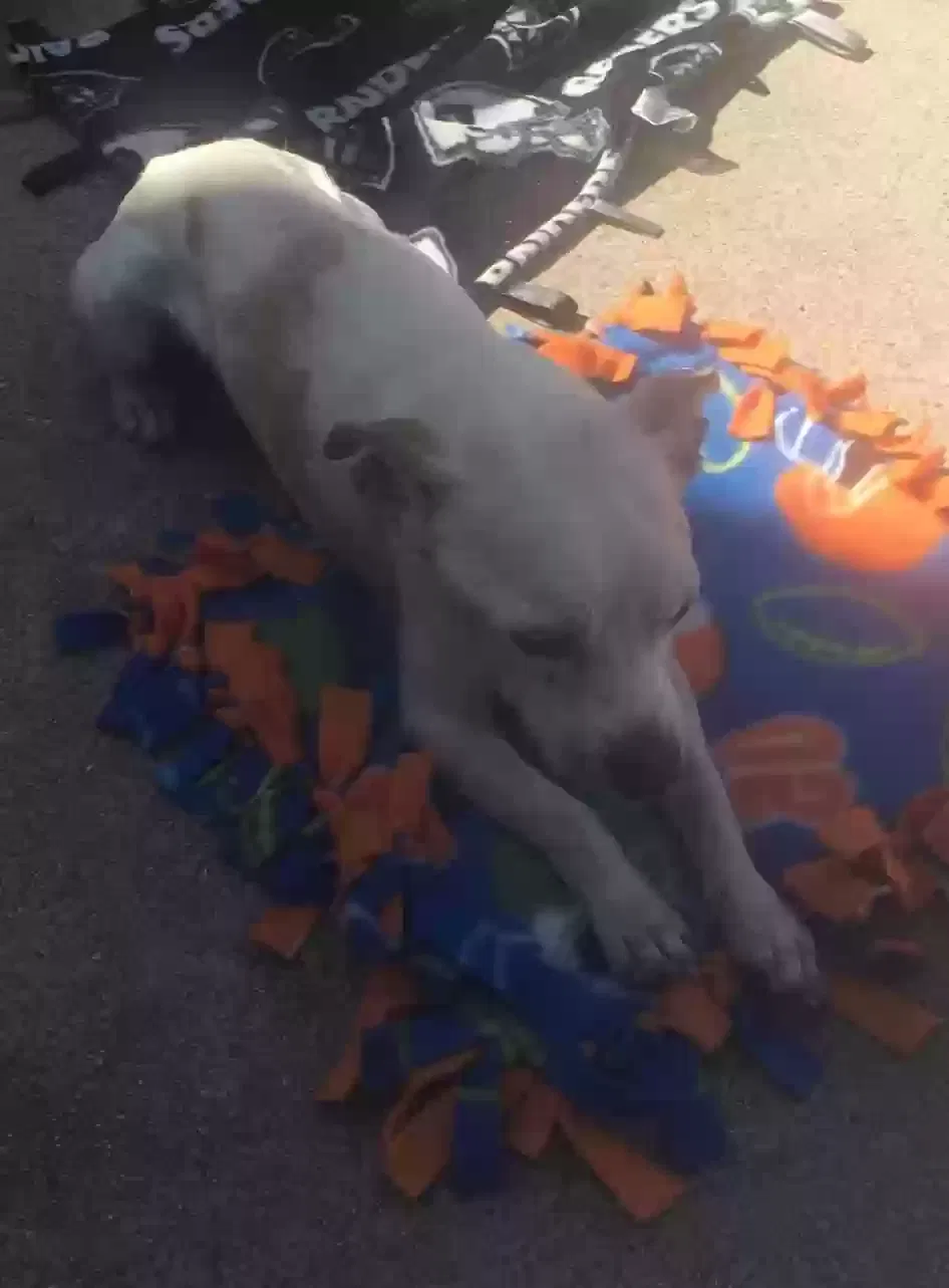 Lost dog in Ontario, CA, 91762
