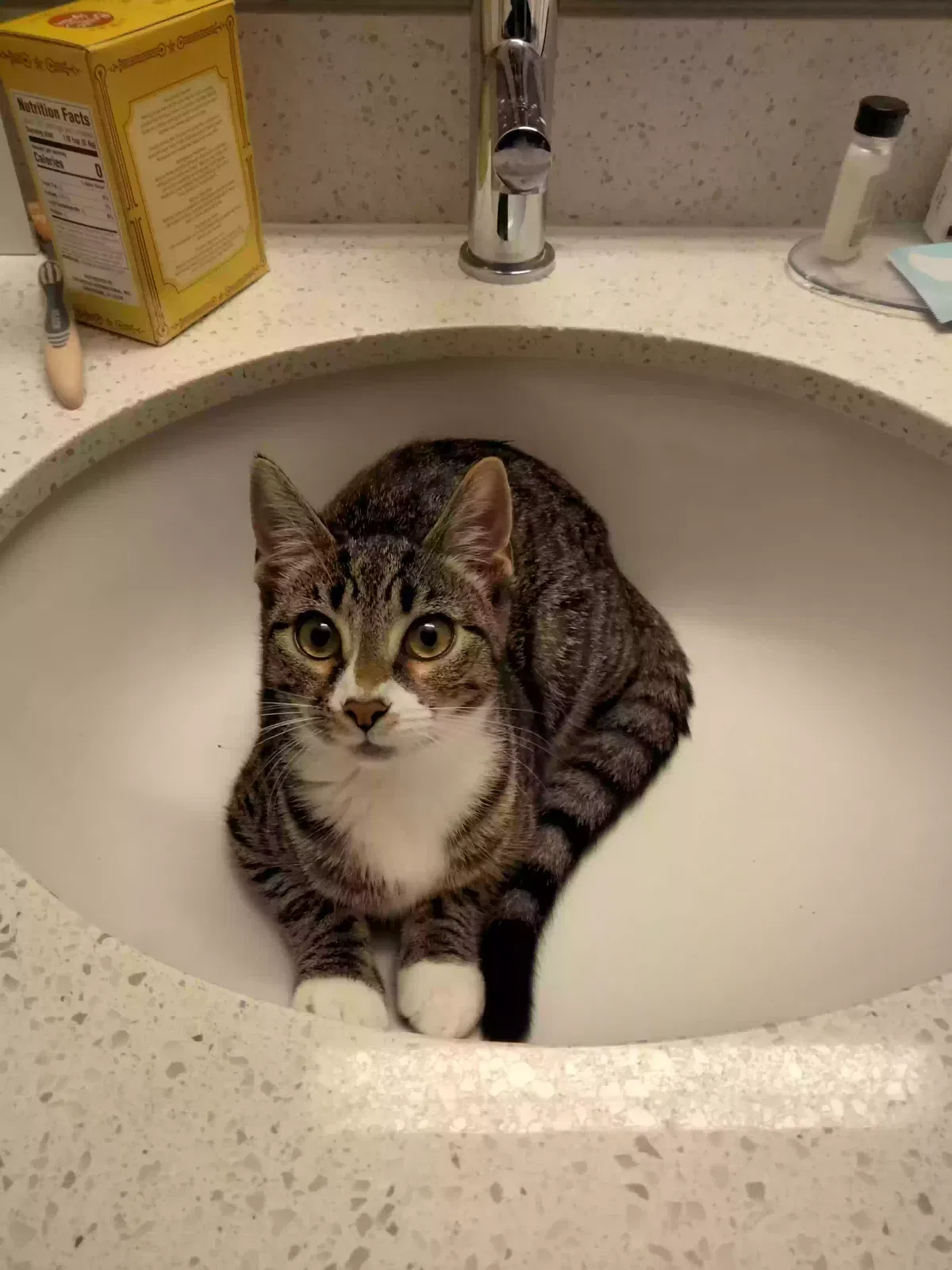 Lost cat in Cincinnati, OH, 45215