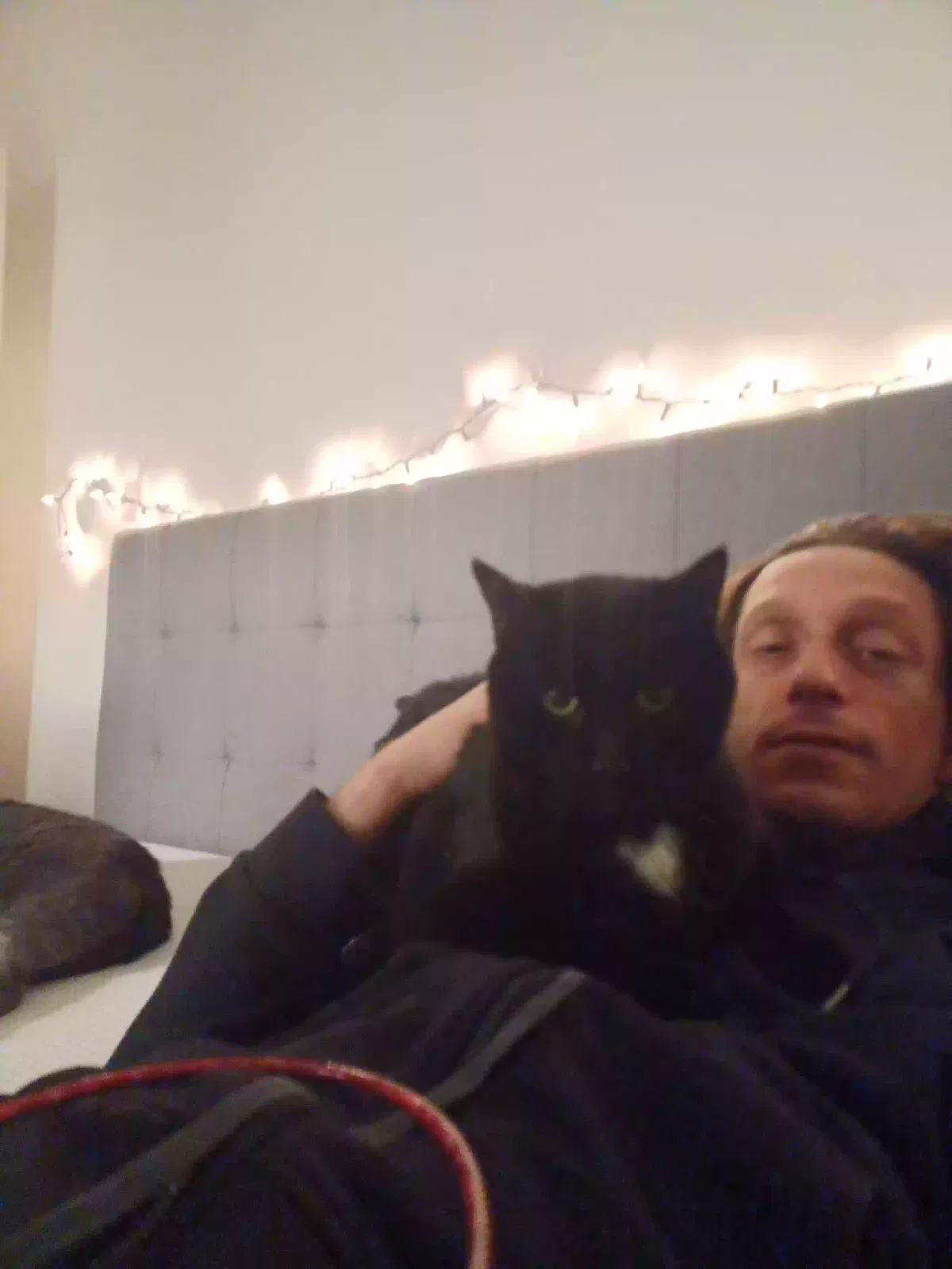 Lost cat in Mentor, OH, 44060