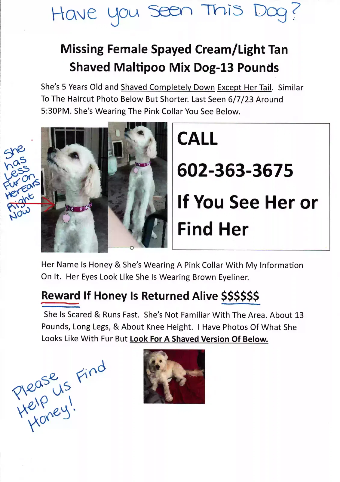 Lost dog in Flagstaff, AZ, 86004