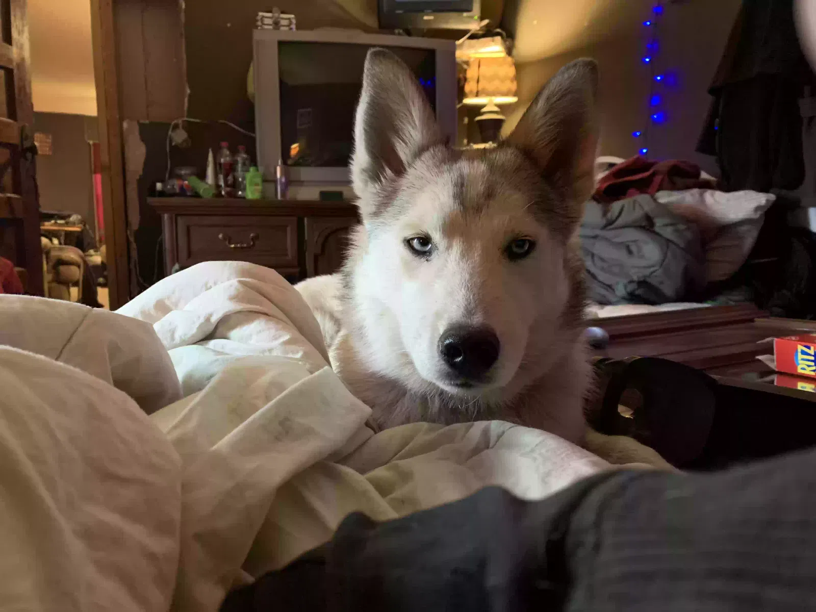 Lost dog in Monmouth, IA, 52309