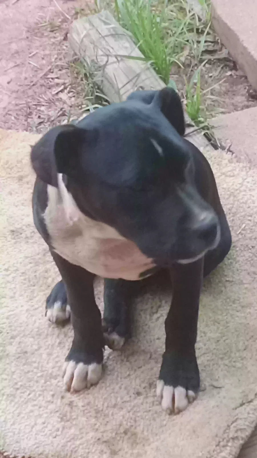 Found dog in Travelers Rest, SC, 29690
