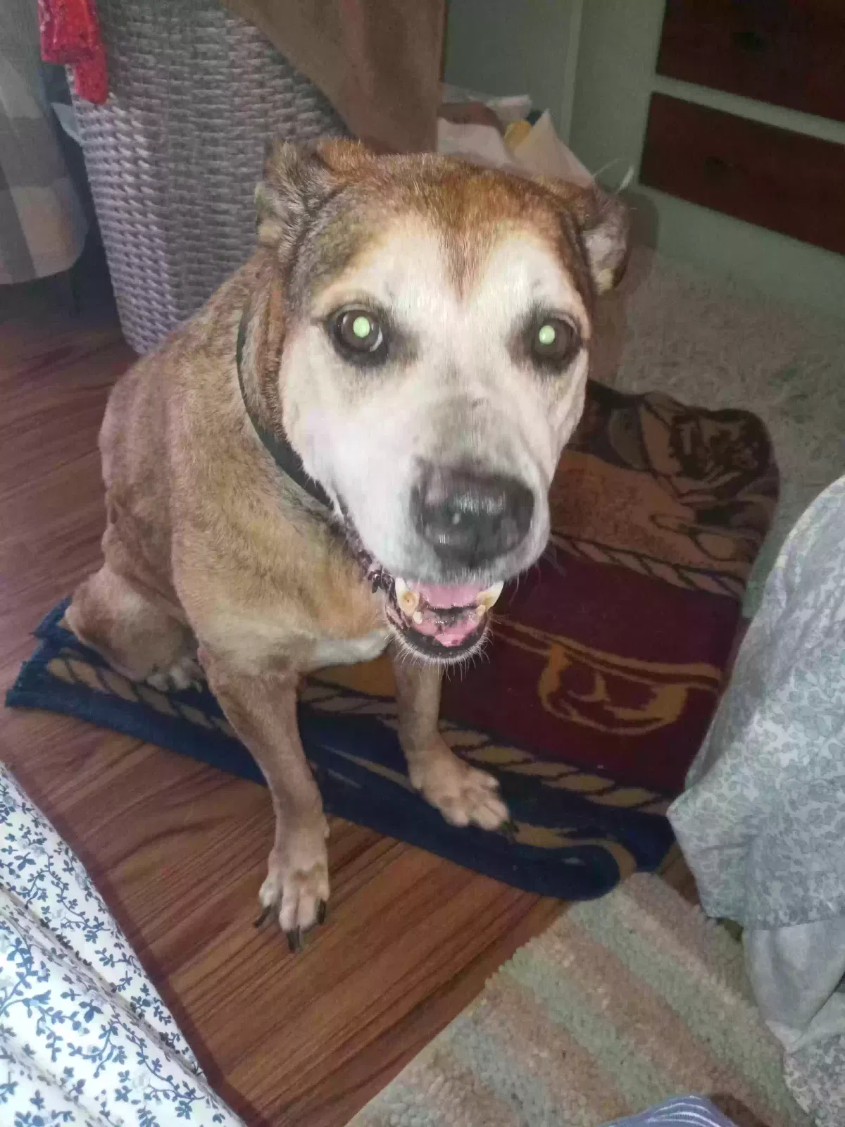Found dog in Clearwater, FL, 33755