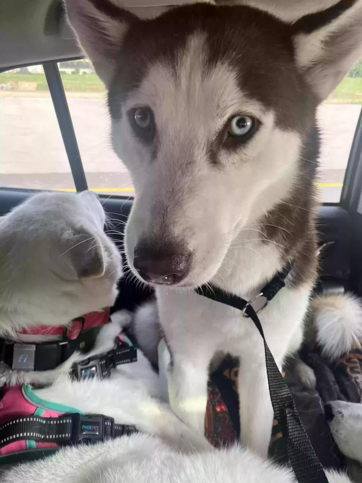 Lost dog in Atlanta, GA, 30324