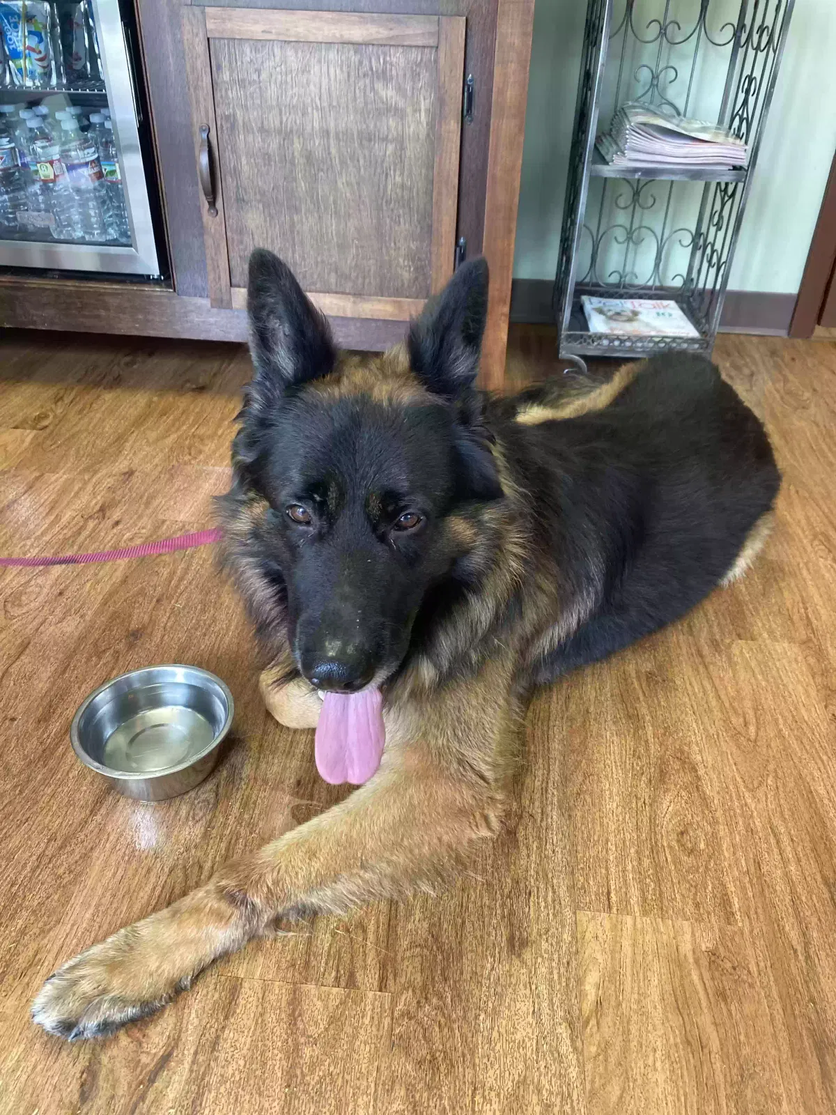 Found dog in Houston, TX, 77062