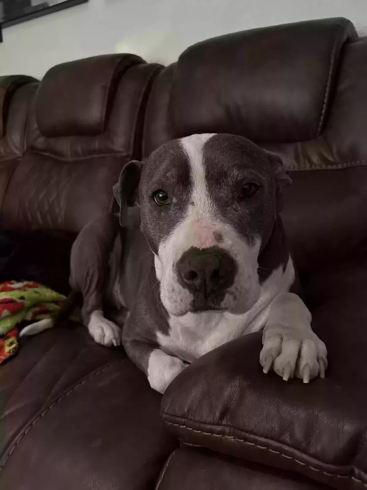 Lost dog in Denver, CO, 80239