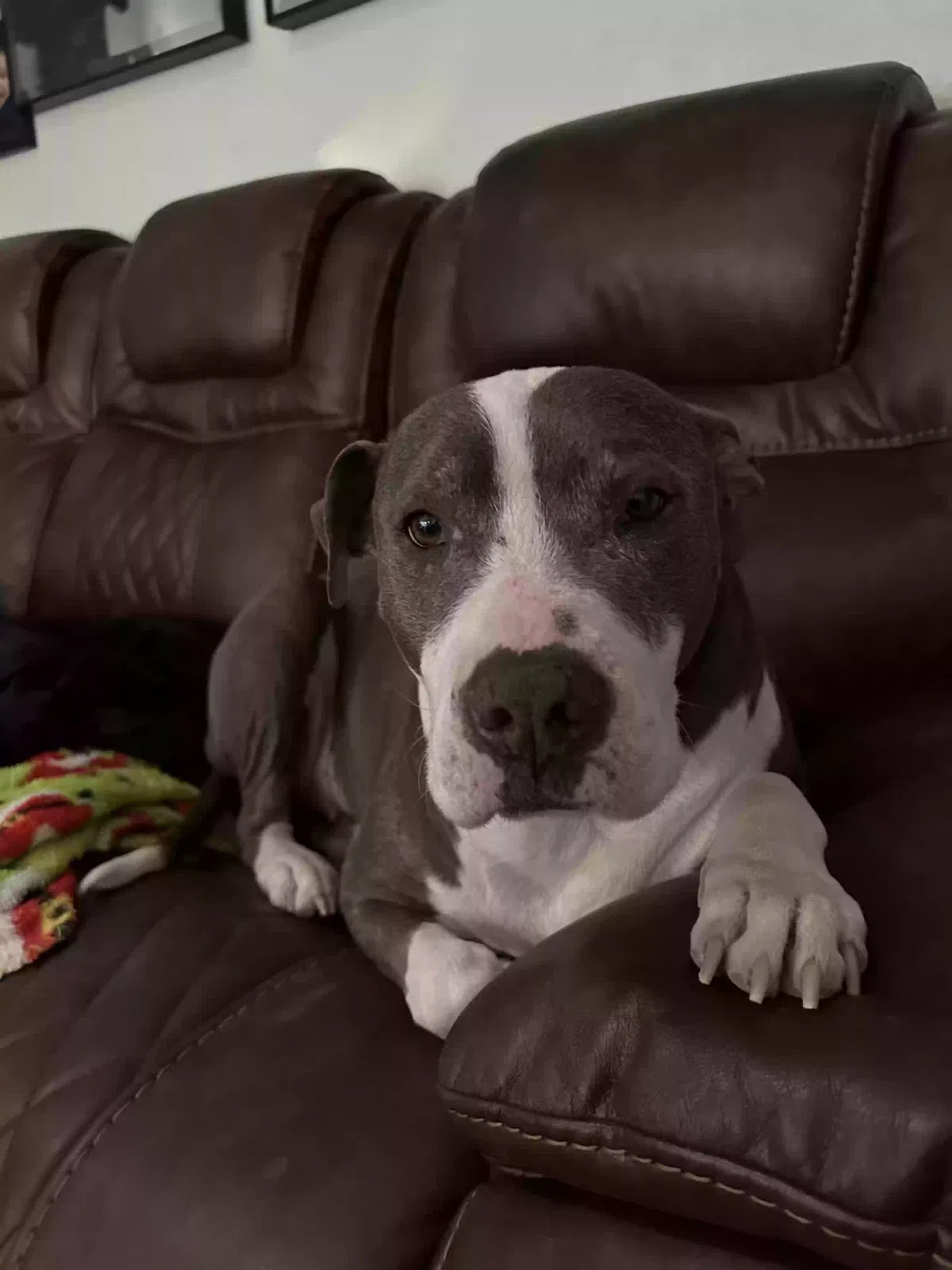 Lost dog in Denver, CO, 80239