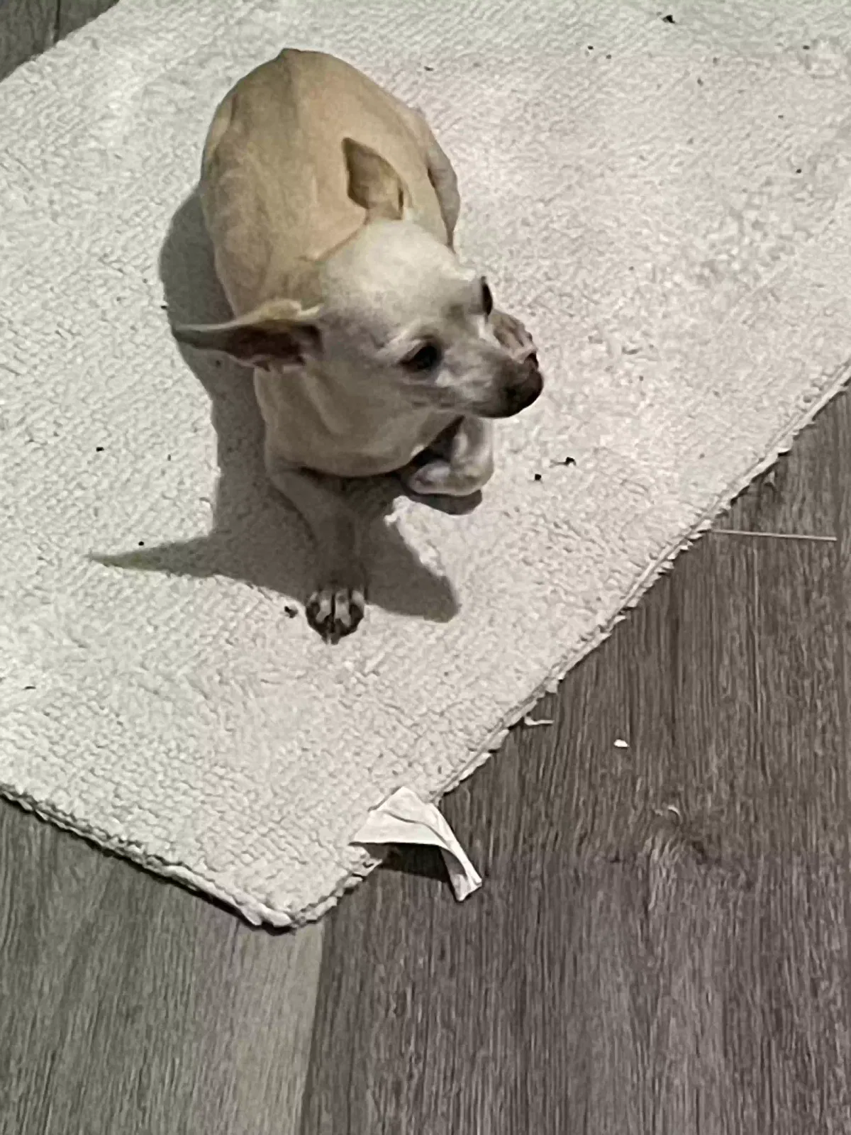 Lost dog in Rialto, CA, 92376