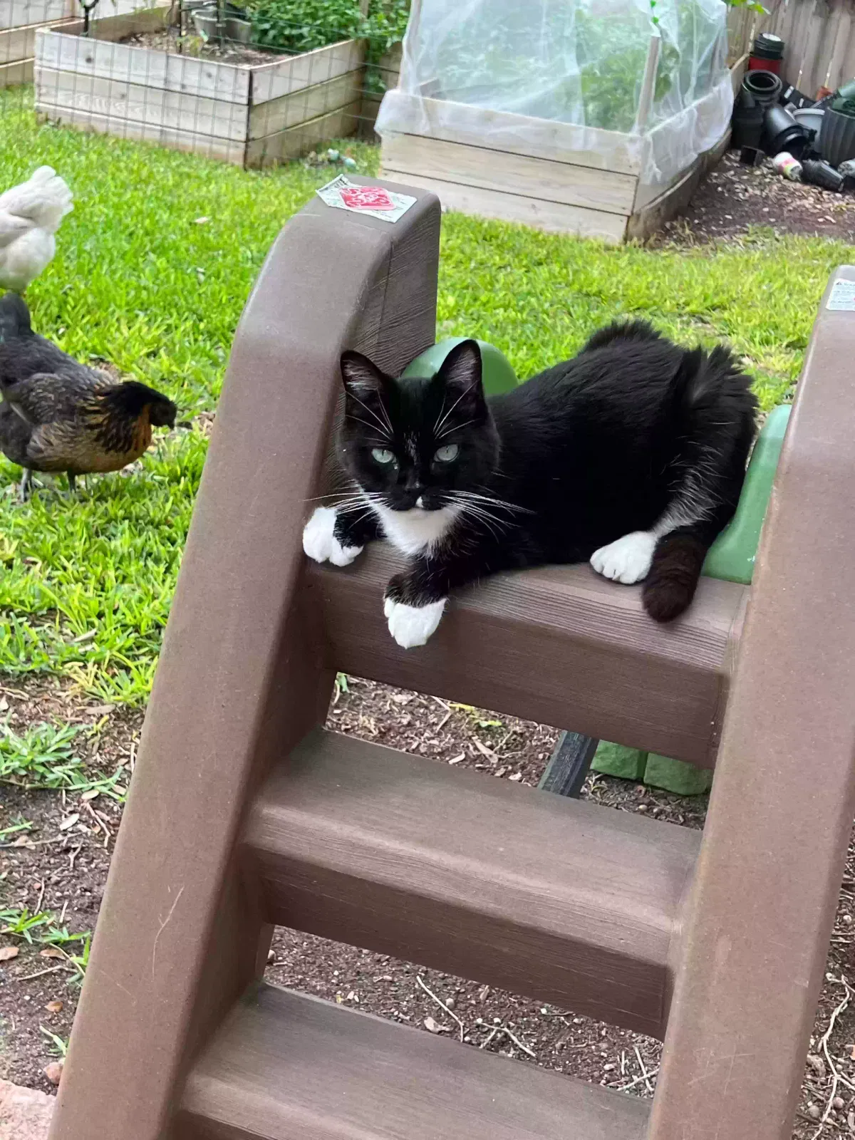 Lost cat in San Antonio, TX, 78247