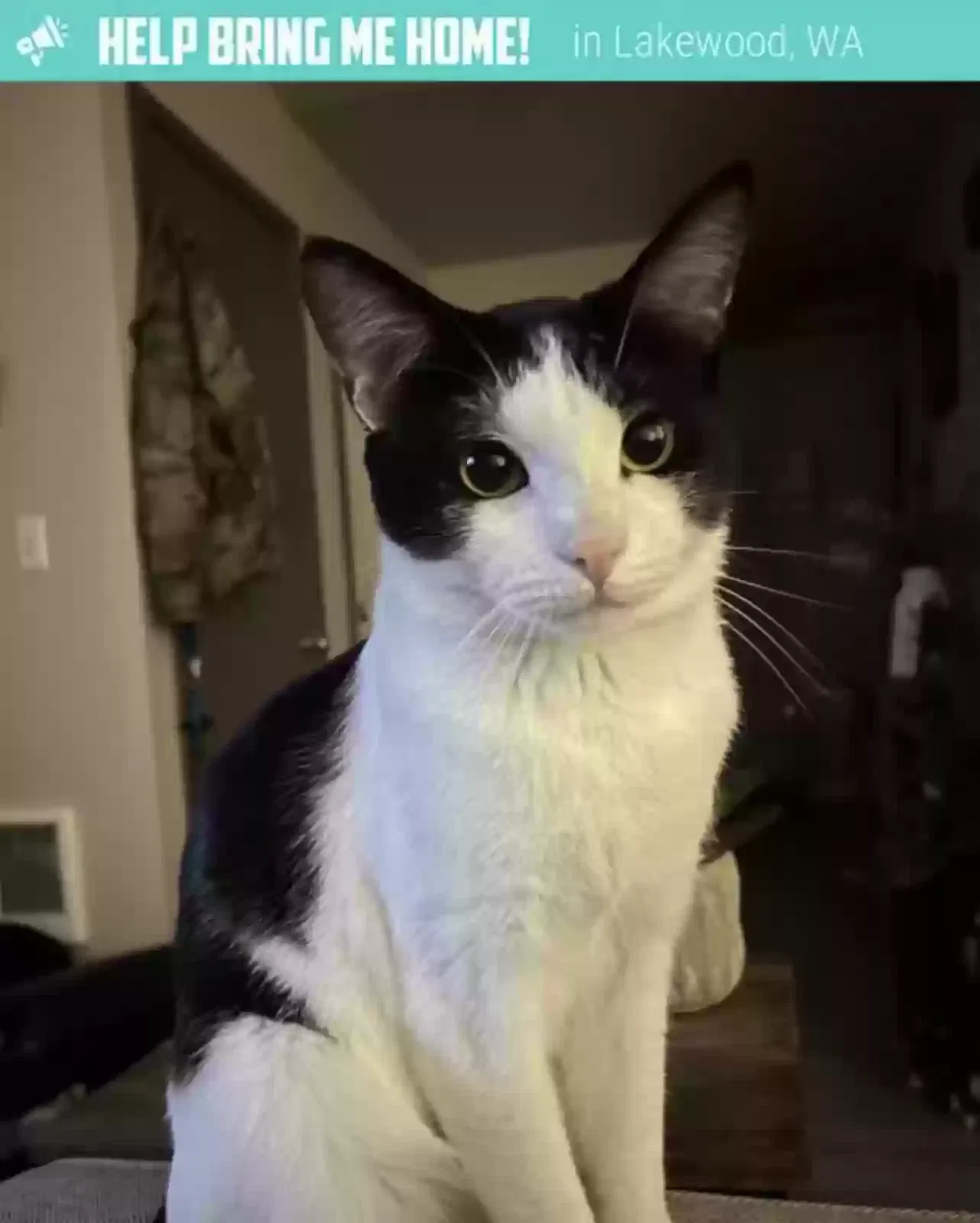 Lost cat in Tacoma, WA, 98445