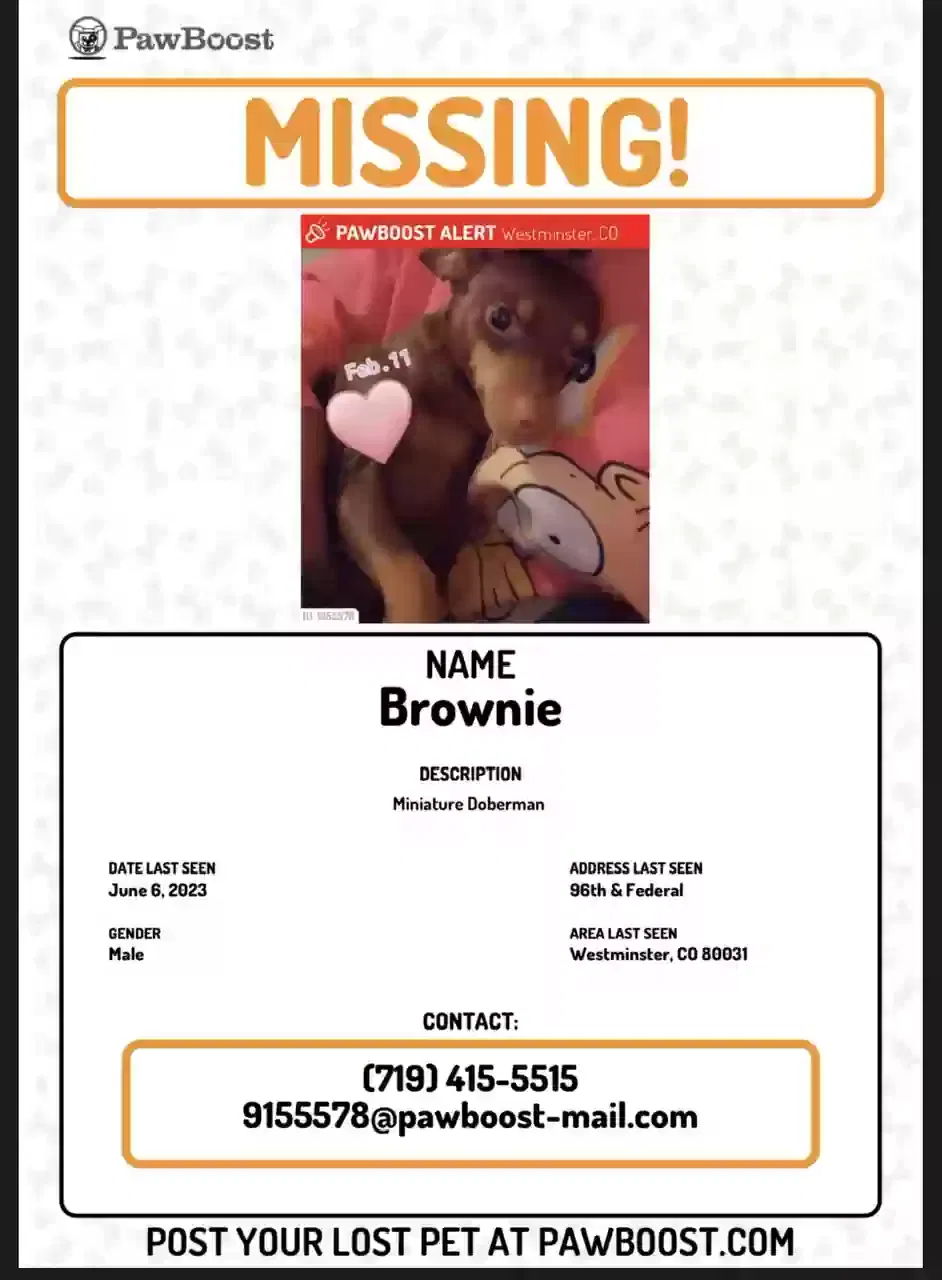 Lost dog in Westminster, CO, 80031