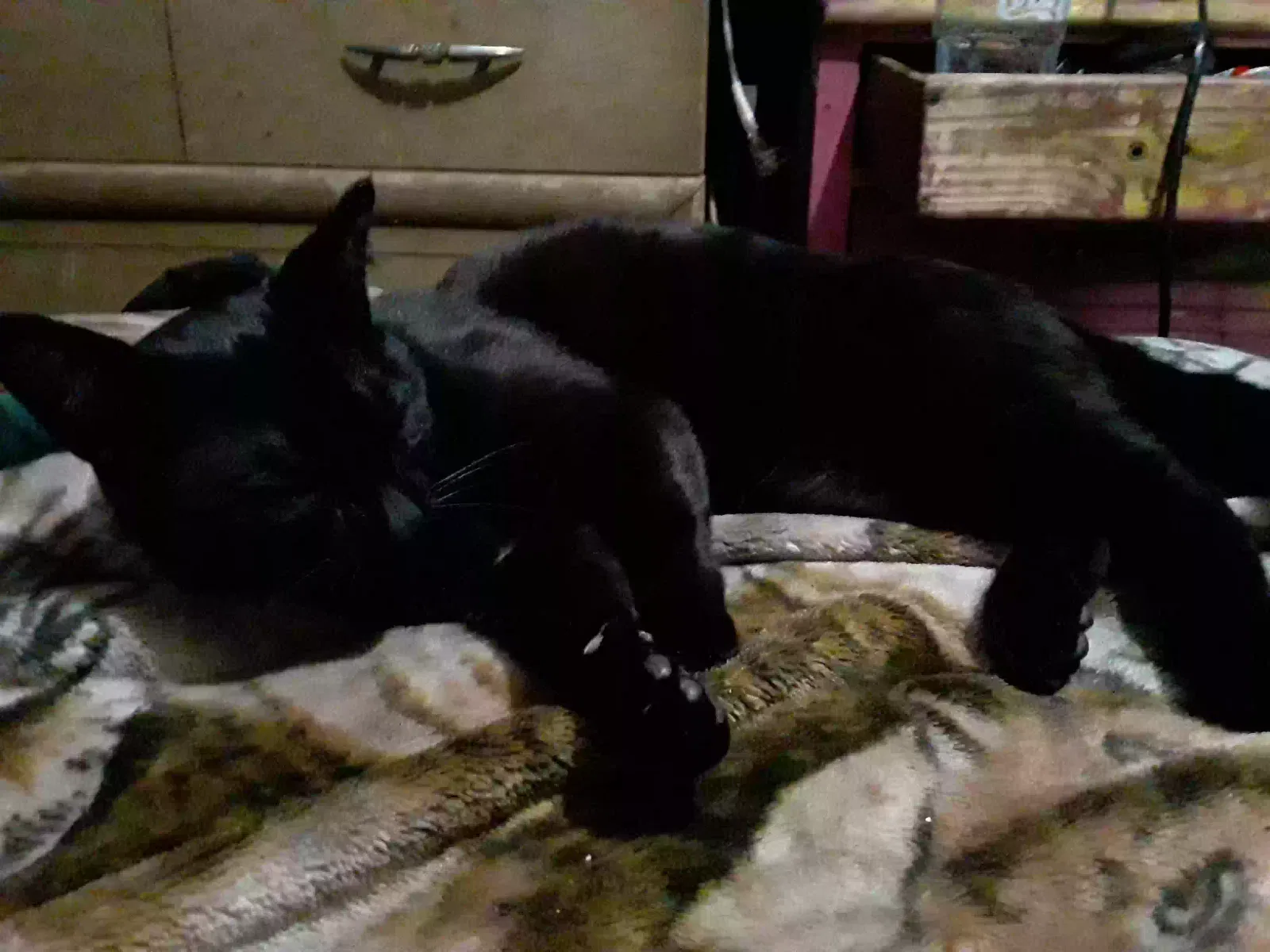 Lost cat in Salem, OR, 97302