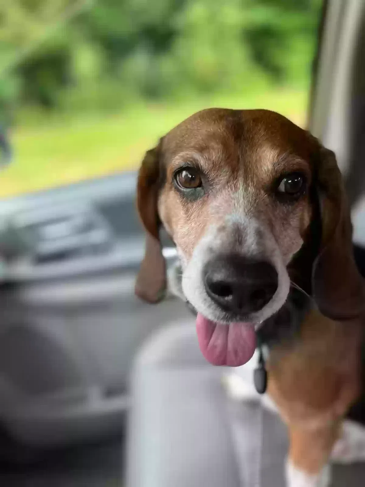 Lost dog in Charlotte, NC, 28227