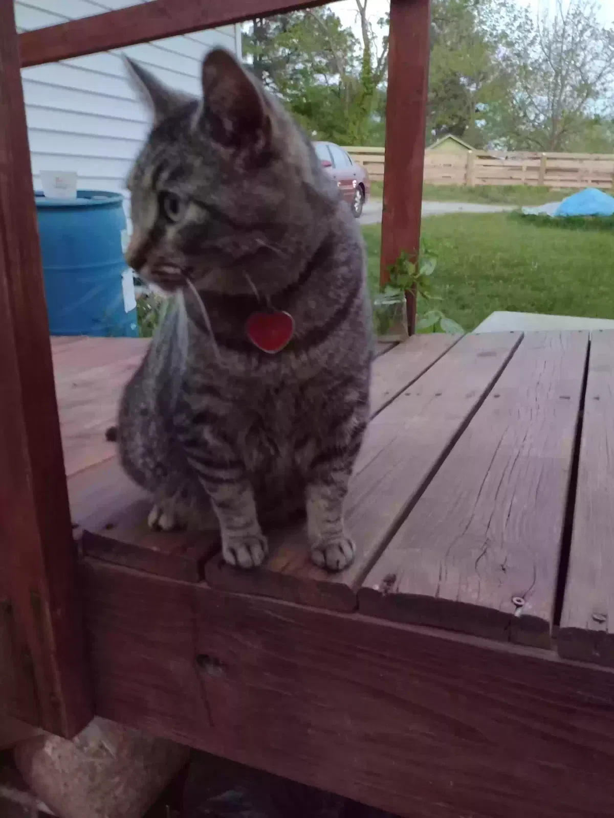 Lost cat in Morgantown, KY, 42261