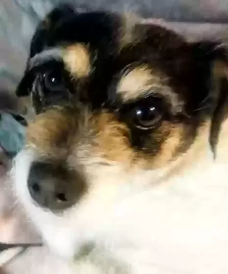 Lost dog in San Bernardino, CA, 92405