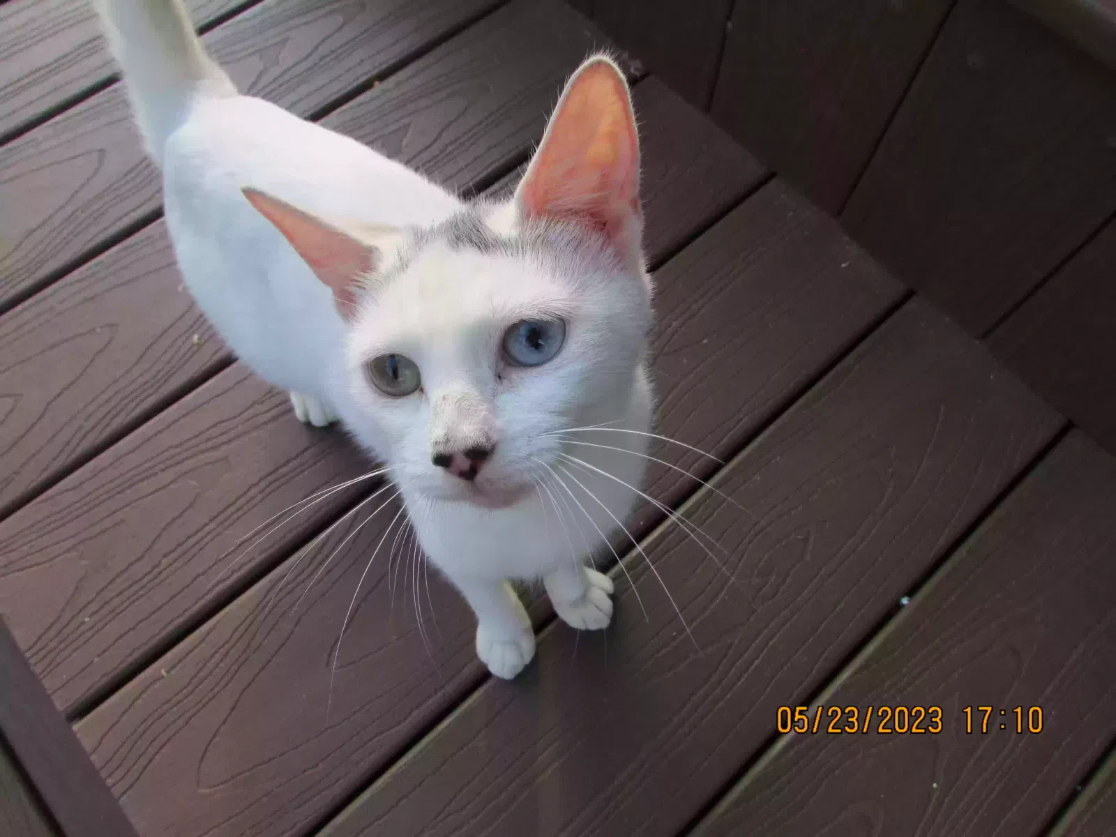 Found cat in Covington, LA, 70435