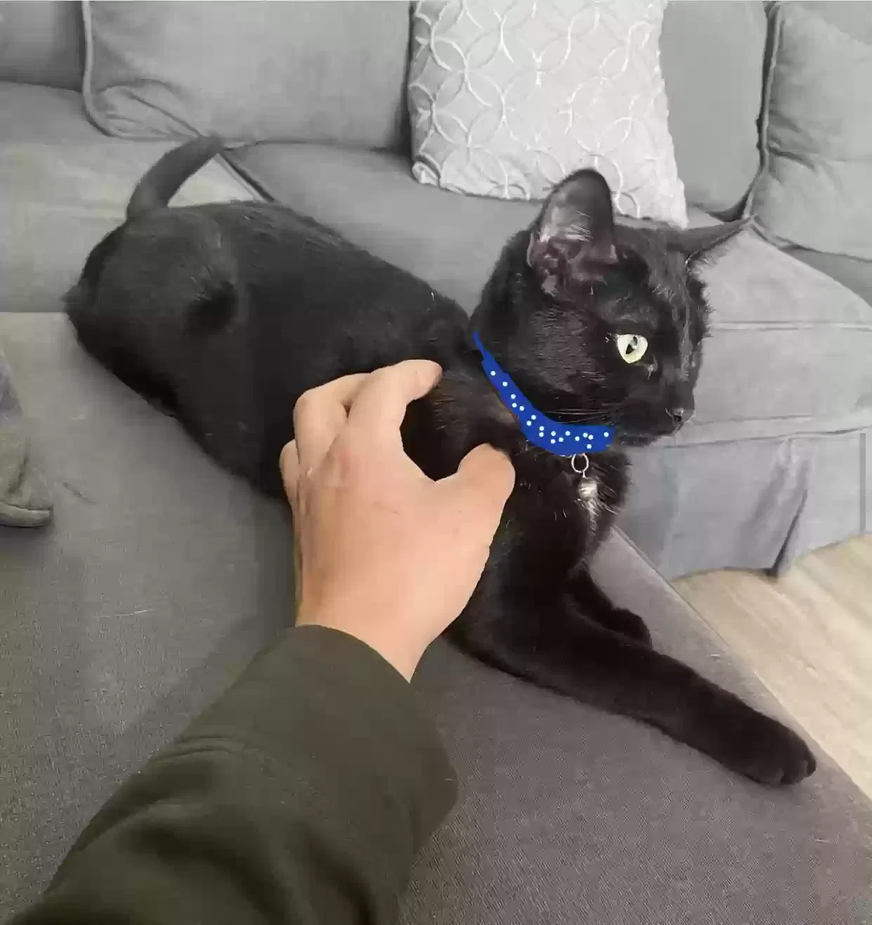 Lost cat in Victorville, CA, 92395