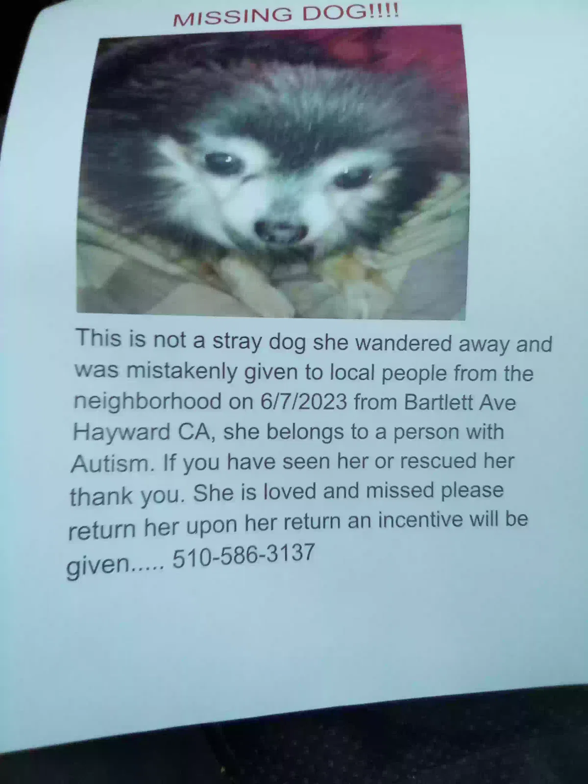 Lost dog in Hayward, CA, 94541