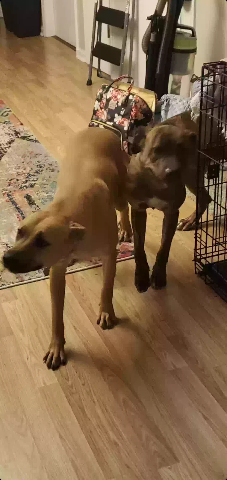 Found dog in Murfreesboro, TN, 37129