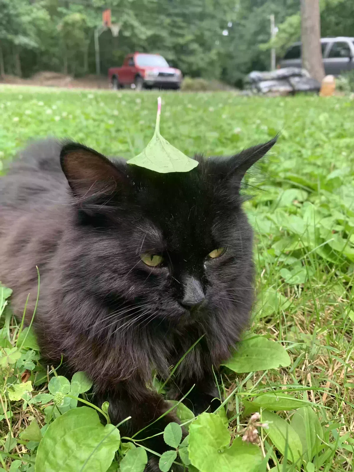 Lost cat in Denver, NC, 28037