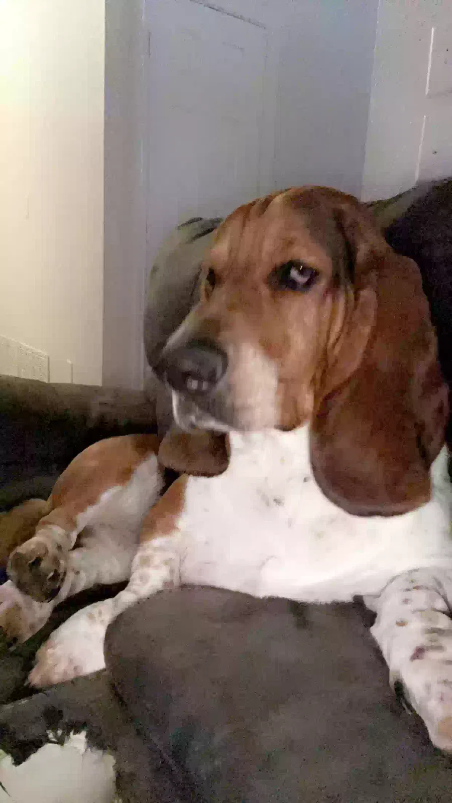Lost dog in Harker Heights, TX, 76548
