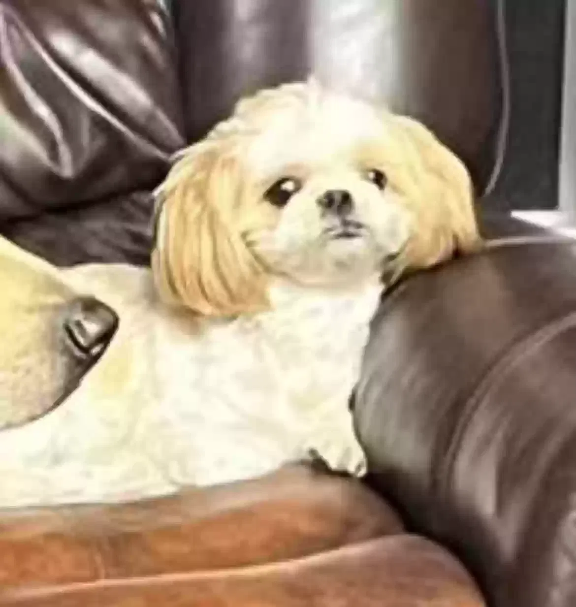 Lost dog in Miami, FL, 33165