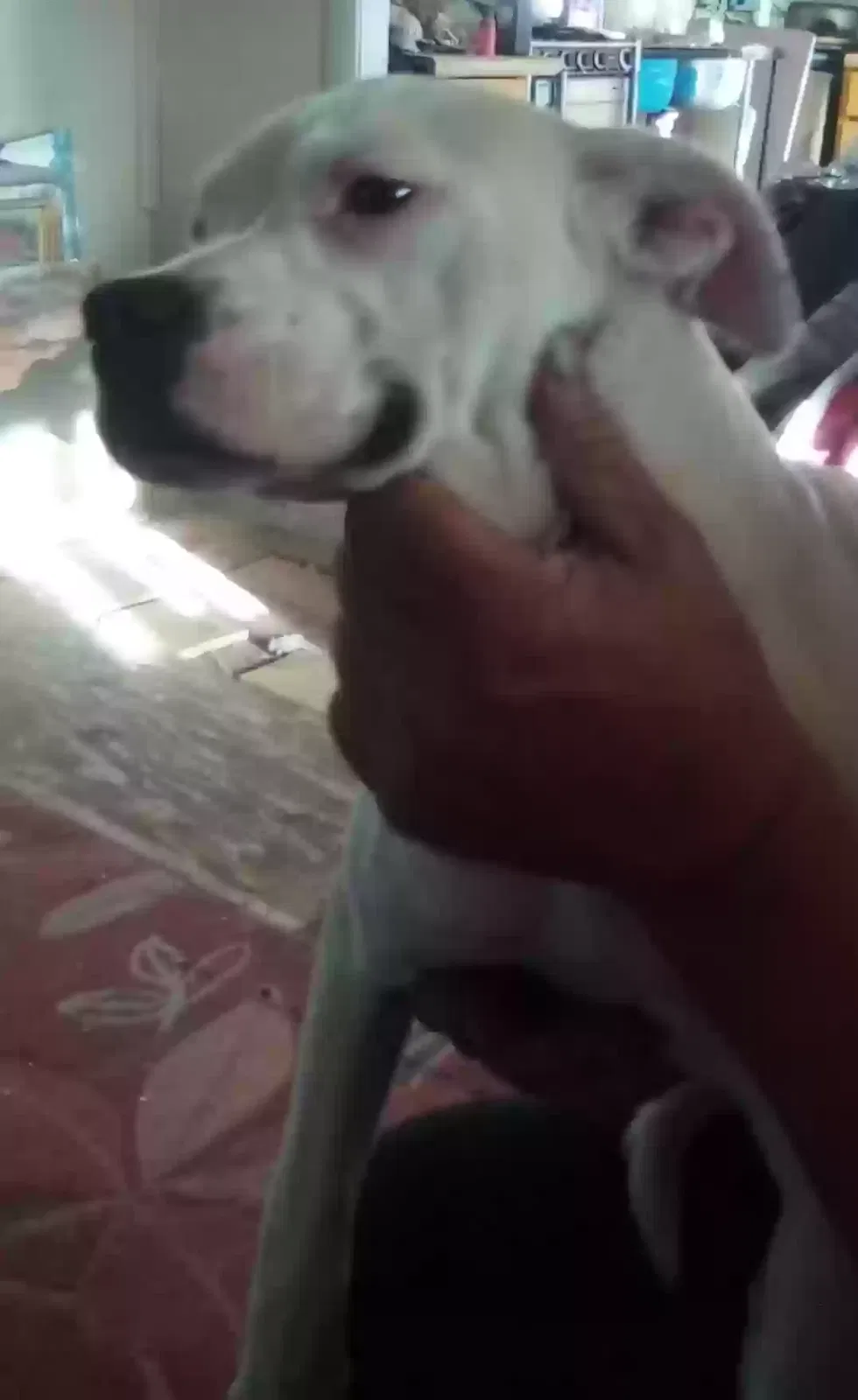Found dog in Grants, NM, 87020