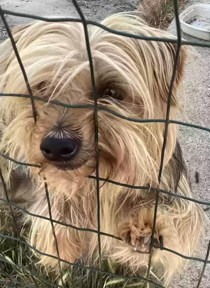 Lost dog in El Monte, CA, 91732